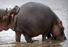 Load image into Gallery viewer, Two Pocket Wallet, Genuine Hippopotamus, Black (ships now) Clearance Sale